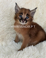 Caracal Kittens WhatsApp: +27842597191