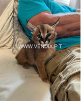 Caracal Kittens WhatsApp: +27842597191