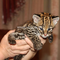 Ocelot kittens WhatsApp: +27842597191