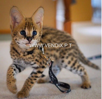 African Serval kittens WhatsApp: +27842597191
