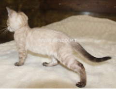 Snow/Silver/Charcoal/Brown Bengal Kittens WhatsApp: +27842597191