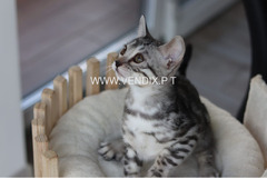 Snow/Silver/Charcoal/Brown Bengal Kittens WhatsApp: +27842597191