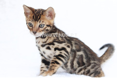 Snow/Silver/Charcoal/Brown Bengal Kittens WhatsApp: +27842597191