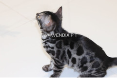Snow/Silver/Charcoal/Brown Bengal Kittens WhatsApp: +27842597191