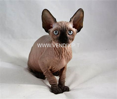 Sphynx Kittens