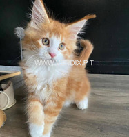 Maine Coon Kittens